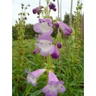 Penstemon 'Alice Hindley' AGM (3 for £10)