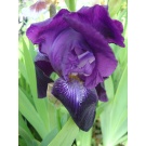 Iris 'Sable'