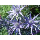 Eryngium bourgatii 'Picos blue'