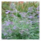 Nepeta 'Six Hills Giant' (3 for £10)
