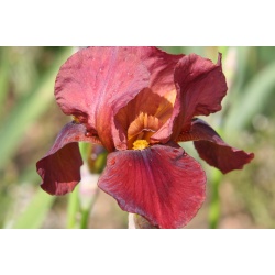 Iris 'Quechee'